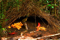 Male Vogelkop bowerbird (Amblyornis inornata) outside his decorated bower. Vogelkop Peninsula, West Papua, Indonesia. Picture taken during filming for BBC "Life" TV Series, September 2008