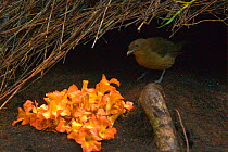 Male Vogelkop bowerbird (Amblyornis inornata) inspects the decorations outside his bower. Vogelkop Peninsula, West Papua, Indonesia. Picture taken during filming for BBC "Life" TV Series, September 20...