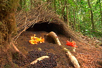 Decorated bower of Vogelkop Bowerbird (Amblyornis inornata). Vogelkop Peninsula, West Papua, Indonesia. Picture taken during filming for the BBC "Life" TV Series, September 2008