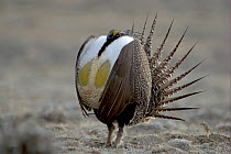 Male Sage Grouse (Centrocercus urophasianus) displaying at lek. Wyoming, USA. Picture taken during filming for BBC "Life" TV Series, April 2007