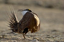 Male Sage grouse (Centrocercus urophasianus) displaying at lek - side view. Wyoming, USA. Picture taken during filming for BBC "Life" TV Series, April 2007