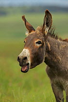 Burro / Feral Donkey (Equus asinus) braying, Custer State Park, South Dakota, USA