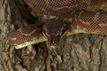Rough scaled python (Morelia carinata) in defensive posture, captive, from Australia