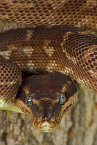 Rough scaled python (Morelia carinata) in defensive posture, captive from Australia