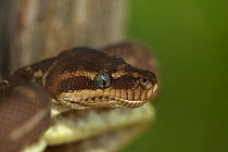 Rough scaled python (Morelia carinata) in defensive posture, head portrait, captive, from Australia