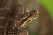 Rough scaled python (Morelia carinata) in defensive posture, captive, Australia