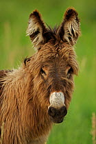 Feral Burro / Donkey (Equus asinus) portrait, Custer State Park, South Dakota, USA