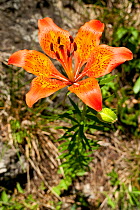 Fire Lily (Lilium bulbiferum) flowering, Valvestino, Lombardy, Northern Italy, June