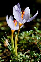 Autumn crocus (Crocus longiflorus) native to Southern Italy, growing in a garden in Bavaria, Germany