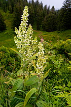 White hellebore (Veratrum album) flowering, Allgaeu Alps, Bavaria, Germany