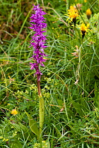 Early purple orchid (Orchis mascula) Allgaeu Alps, Bavaria, Germany, July