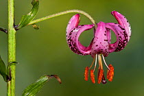 Martagon Lily (Lilium martagon) close-up of flower, Allgaeu Alps, Bavaria, Germany