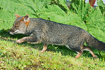 Darwin's Fox (Pseudalopex fulvipes) portrait running in temperate rainforest, Chiloe Island, Chile, November, Critically Endangered