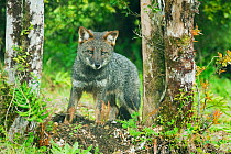 Darwin's Fox (Pseudalopex fulvipes) portrait standing in temperate rainforest, Chiloe Island, Chile, November, Critically Endangered