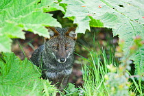 Darwin's Fox (Pseudalopex fulvipes) portrait sitting in temperate rainforest, Chiloe Island, Chile, November, Critically Endangered
