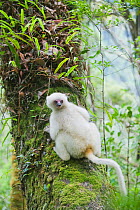 Silky Sifaka (Propithecus candidus) climbing tree trunk, Marojejy National Park, Madagascar, November, Endangered