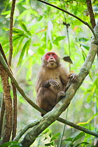 Stump-tailed Macaque (Macaca arctoides) portrait of male, Gibbon Wildlife Sanctuary, Assam, India