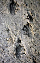 Eurasian beaver (Castor fiber) tracks in the mud, Danube Drava NP, Hungary.