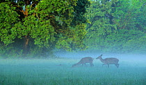 Red deer (Cervus elaphus) two does grazing in morning mist, Danube-Drava National Park, Hungary.