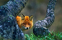 Red fox (Vulpes vulpes) peering from behind tree trunk, Sor-Trondelag, Norway