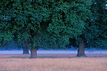 Wild pear (Pyrus pyraster) trees, Rokas meadow, Szatmar-Bereg, Hungary.