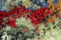 Colourful alpine Bearberry (Arctous alpinus) leaves and lichen, autumn, Rondane National Park, Norway