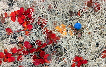 Colourful alpine Bearberry (Arctous alpinus) leaves amongst Dwarf birch and lichen, Rondane National Park, Norway