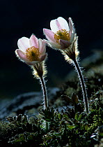 Pale pasque-flower (Pulsatilla vernalis) Jotunheimen National Park, Oppland, Norway