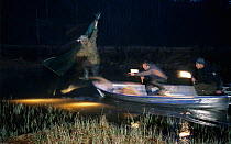Research students in boat catching Eurasian beavers (Castor fiber) at night with special net, Lunde River, Nome, Telemark, Norway