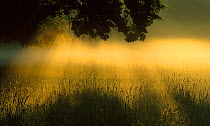 Hay meadow at sunrise, Danube-Drava National Park, Hungary.
