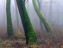 Moss-covered Ash tree trunks in forest, Danube-Drava National Park, Hungary.