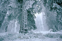Spruce trees covered in hard frost, coniferous forest in winter, Harghita, Romania.
