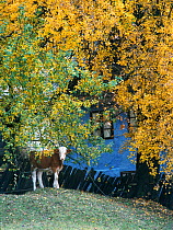 Calf amongst birch trees with traditional wattle house in the background, Izvoare, Harghita, Romania.