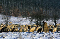 Sheep, shepherd and sheepdog in snow, Bihor, Romania.