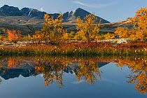 Birch trees reflected in water, autumn landscape, Rondane National Park, Oppland, Norway, September 2007
