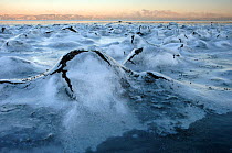 Surface sea ice, undulations caused by the ebb-and-flow of the Trondheimsfjord on a cold winter day, Trondheim, Sor-Trondelag, Norway, January 2006
