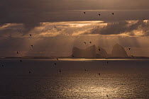 Silhouette of flock of Atlantic puffin (Fratercula arctica) with the Taena Archipelago in the background, Lovund, Helgeland, Nordland, Norway, midnight sun, June 2006