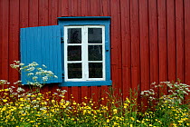 Window in traditional wooden house with wild flowers, Moskenes, Lofoten, Nordland, Norway.