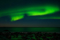 The Northern lights (Aurora borealis) viewed from Utakleiv, Vestvagoy, Lofoten, Nordland, Norway, March 2006