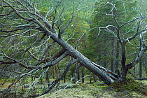 Fallen tree in Scots pine forest, Reisa NP, Nordreisa, Troms, Norway, August 2006