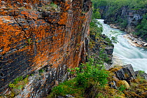 River flowing through the Abisko National Park, with coloured lichen on the rock face, Laponia, Sweden, autumn, September 2006