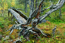 Fallen tree in Scots pine forest, Stora-Sjofallet National Park, Laponia, Sweden.