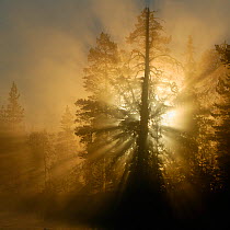 Sun beams shining through fog in a Scots pine forest, Riisitunturi National Park, Lapland, Finland.