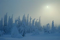 Winter landscape with snow-covered trees in forest and weak winter sun, Riisitunturi National Park, Lapland, Finland, February 2007