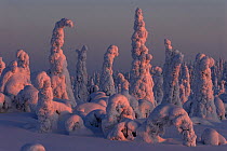 Winter landscape with snow-covered trees in forest, Riisitunturi National Park, Lapland, Finland, February 2007
