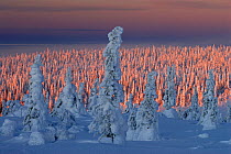 Winter landscape with snow-covered trees in forest, Riisitunturi National Park, Lapland, Finland, February 2007
