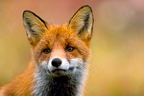 Red fox (Vulpes vulpes) portrait, Trondelag, Norway.
