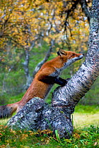 Red fox (Vulpes vulpes) sniffing tree bark, Trondelag, Norway.