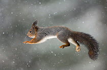 Red squirrel (Sciurus vulgaris) jumping through snow with nut in its mouth, Sor-Trondelag, Norway