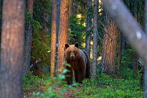 Brown bear (Ursus arctos) in woodland, Finland.